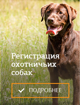 Регистрация охотничьих собак